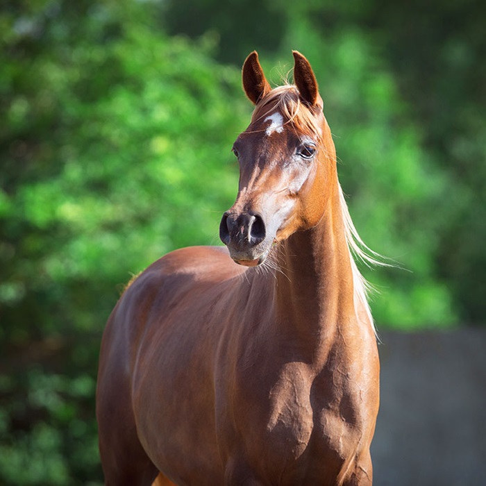 brown horse standing